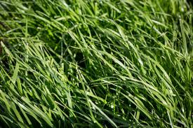 Image result for Lolium multiflorum