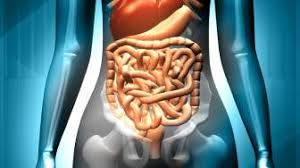 Sistem Pencernaan Manusia Dan Fungsi Pentingnya Untuk Kesehatan Tubuh