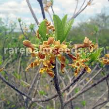 Image result for Strophanthus eminii