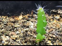 We did not find results for: How To Grow Dragonfruit From Seed Youtube