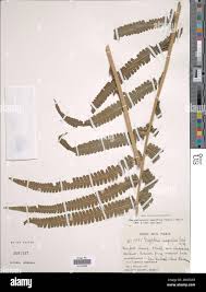 Image result for Megalastrum lanuginosum