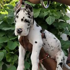 One is grey with blue eyes and she's 750$ they will be ready to go soon! 99 Great Dane Puppies That Look Like Scooby Doo For Sale L2sanpiero