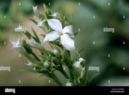 Image result for Euphorbia schimperiana