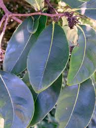Image result for Diospyros gabunensis