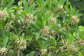 Image result for Ardisia staudtii