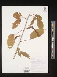 Image result for Allophylus ferrugineus