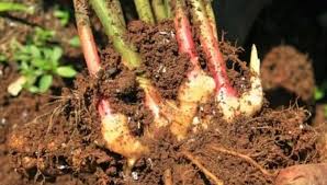 6 cara praktis menanam jahe bisa di dalam pot, polybag atau di lahan terbuka jahe adalah tanaman rimpang yang sangat. Cara Menanam Budidaya Jahe Merah Di Lahan Terbuka Atau Kebun Bagi Pemula Faunadanflora Com
