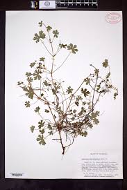 Image result for Geranium mlanjense
