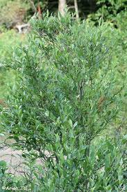 Image result for Struthiola rhodesiana