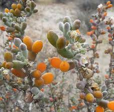 Image result for Zygophyllum simplex