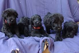 Massapequa, ny 11758, usa puppies: View Ad Black Russian Terrier Puppy For Sale Near Wisconsin Minocqua Usa Adn 39749