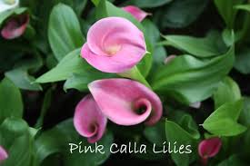 Maybe you would like to learn more about one of these? Types Of Lily Flowers To Grow Indoors