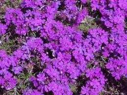 Image result for Verbena × teasii