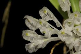 Image result for Podangis