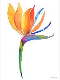 Bird Of Paradise Plant Watercolor Bird Of Paradise Flower Art Board Print By 3willows In 2020 Birds Of Paradise Flower Watercolor Flowers Paintings Palm Trees Painting