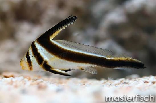 Jack-knifefish (bred) - Equetus lanceolatus | MasterFisch