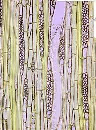 Image result for Panda oleosa