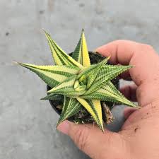 Image result for Haworthia limifolia