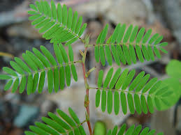 Image result for Chamaecrista grantii