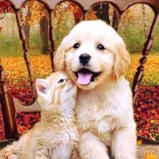 For your convenience, carecredit can also be used in other. St Francis Veterinary Hospital Lompoc Ca Santabarbarayp