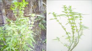 Image result for Dicliptera