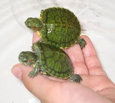 Opp alabama pets and animals 1,400 $. Google Image Result For Http Www Toptenz Net Wp Content Uploads 2008 09 Pet T Pet Turtle Turtle Pet Baby Turtles