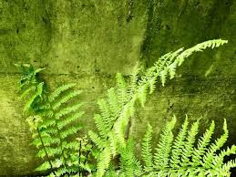 Wie Man Mit Farn Schnecken Vertreiben Kann Farn Schattenpflanzen Farne Garten