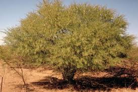 Image result for Acacia nilotica