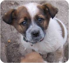 Silver dragon pets in brainerd, mn has pets available for adoption. Brainerd Mn St Bernard Meet Sarah And Delilah A Pet For Adoption