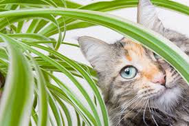Just like in the case of aloe, cats can get very ill if it chews or eats any part of the plant. Spider Plant Toxicity Will Spider Plants Hurt Cats