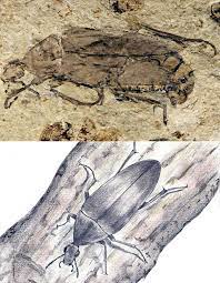你來報報 兩岸研究團隊發現最古老大花蚤科甲蟲距今1 65億年 台灣環境資訊協會 環境資訊中心 insects