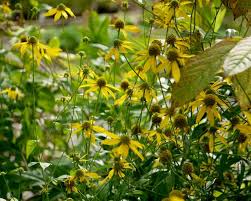 Image result for Humularia reekmansii