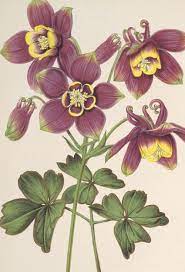 Pin On Columbines