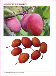 Is that damson is a deciduous tree, prunus insititia , native to eurasia and related to the plum while plum is the edible, fleshy stone fruit of prunus domestica , often of a dark red or purple colour. Plums Damsons Cherries Of Gloucestershire Got S Gloucestershire Fruit Varieties Site