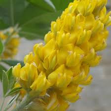 Plant now while the trees are still. Cytisus Battandieri Yellow Tail Buy Pineapple Broom Trees