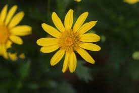 Image result for Euryops chrysanthemoides