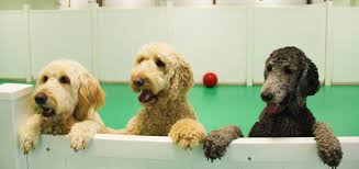 1 to 10 of 5,021 vacancies. Pet Resorts Of America