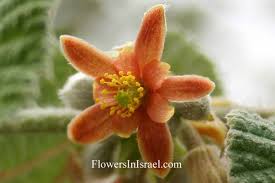 Image result for Grewia herbacea