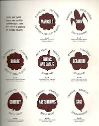 Companion Planting Check Out Brigette S Review Of Jamie Durie S Edible Garden Design Here Http Chaptersandscenes Wo Edible Garden Edible Plants Tomato Tree