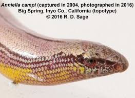 Image result for Spragueanella