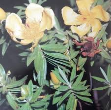 Image result for Sopubia eminii