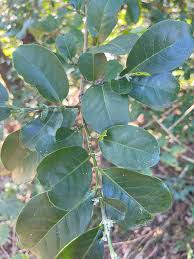 Image result for Suregada procera