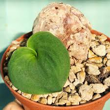 Image result for Eriospermum