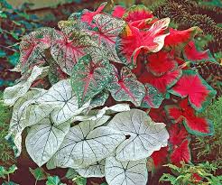 Plant the top of the bulb 11/2 to 2 and remember, full planting instructions come with all bulbs. Caladium Mix De Groot Inc Perennials Daylilies Fruits Vegetables Shrubs Bulbs