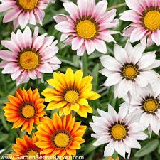 Gazania rigens, gazania splendens семейство астровые (asteraceae). Treasure Flower Gazania Mix Seeds Gazania Rigens 75 Seeds Garden Seeds Market Free Shipping