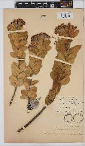 Image result for Gomphocarpus semilunatus