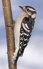 Backyard Birds Of North Georgia North Carolina Woodpeckers Woodpecker Downy Woodpecker Backyard Birds