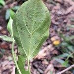 Image result for Scepocarpus