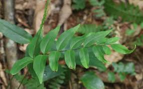 Image result for Anemiaceae