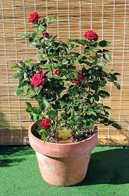 5pcs 3 gallon plastic garden pots yangbaga durable nursery pot,garden flower pots container nursery pot with pallets. Flowerpot Wikipedia